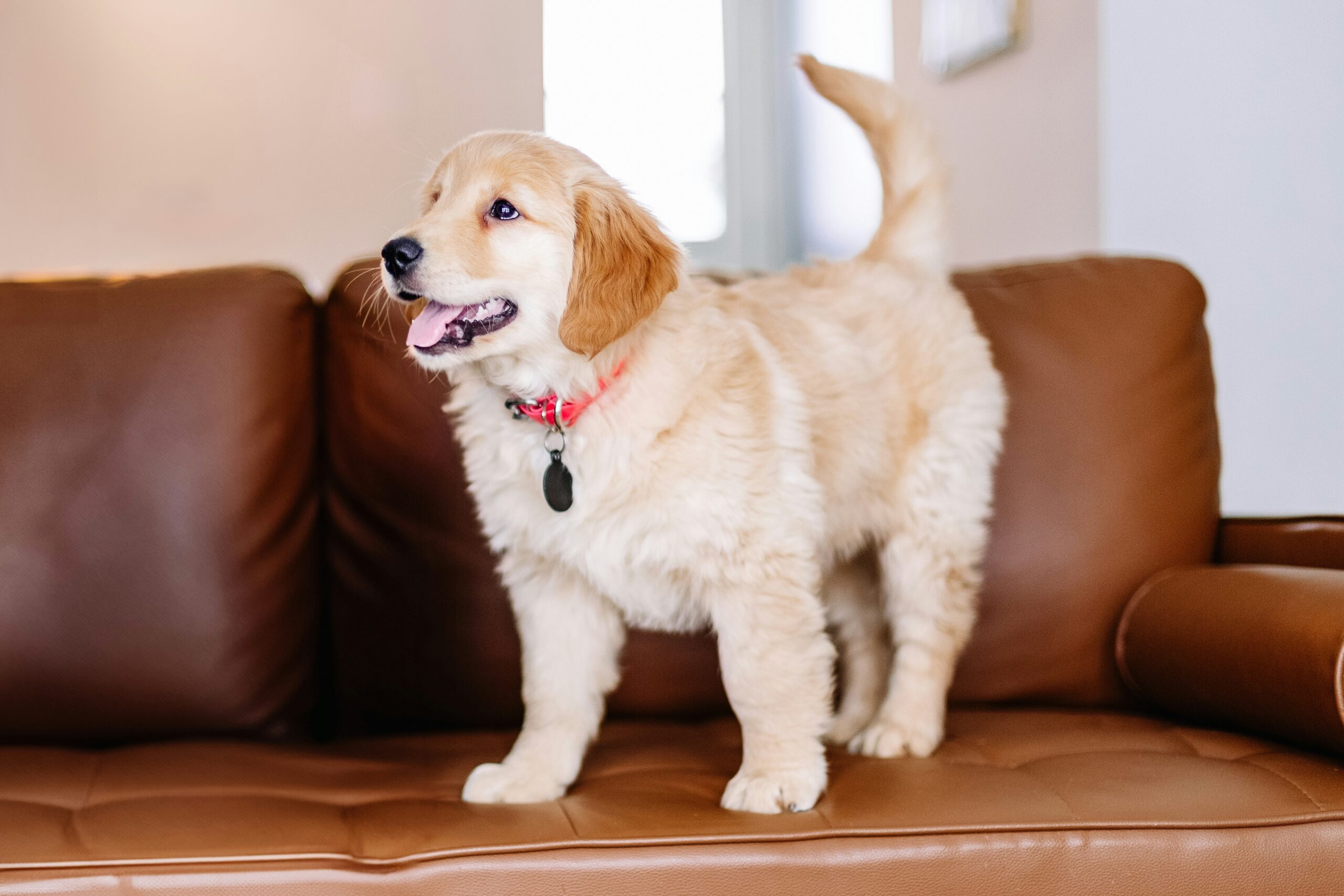 A dog standing on a couch