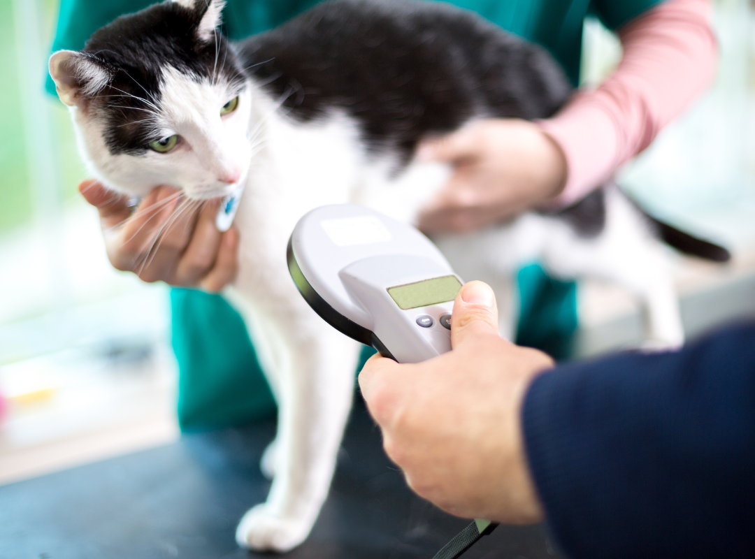 A person holding a device to check the body of a cat
