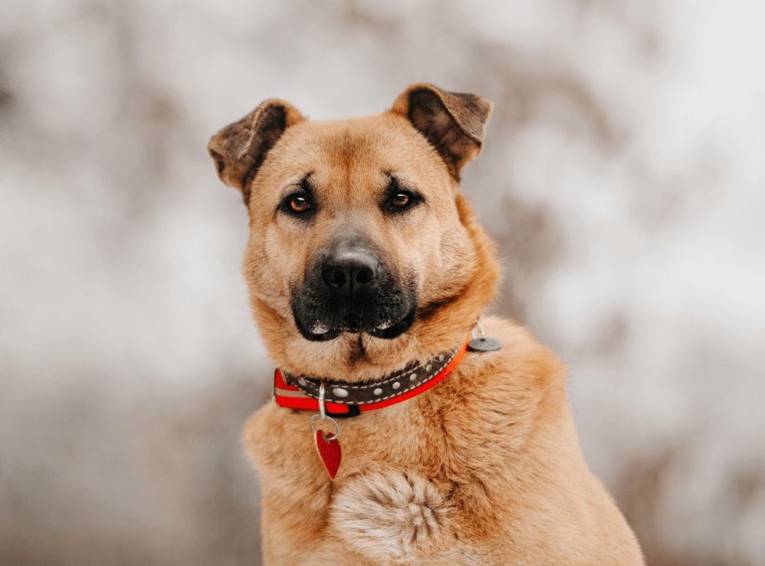 A senior dog with a collar