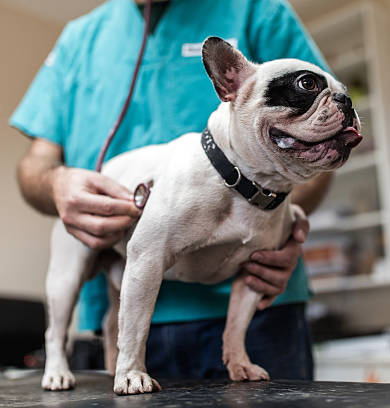 Bulldog being examined at the animal hospital