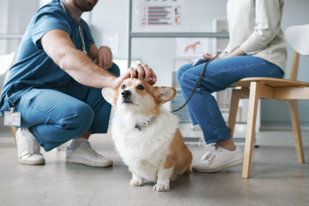 a-dog-sitting-on-a-leash-with-a-person-sitting-in-the-background