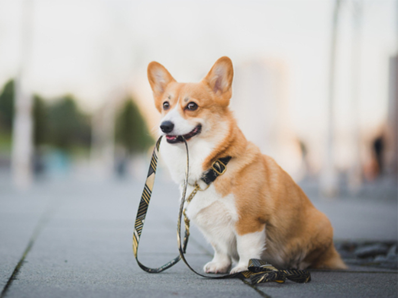 a dog with a leash in its mouth
