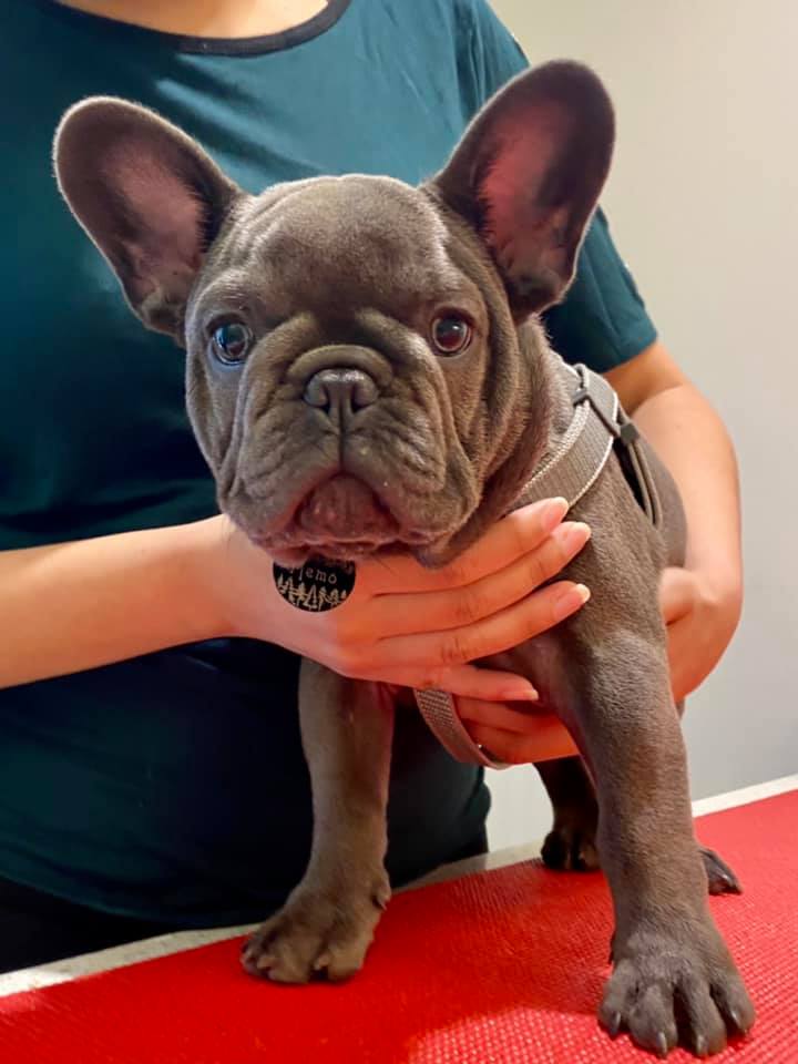 a person holding a dog with a collar