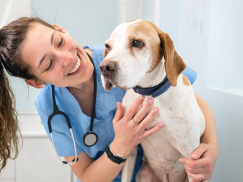 a person in scrubs petting a dog