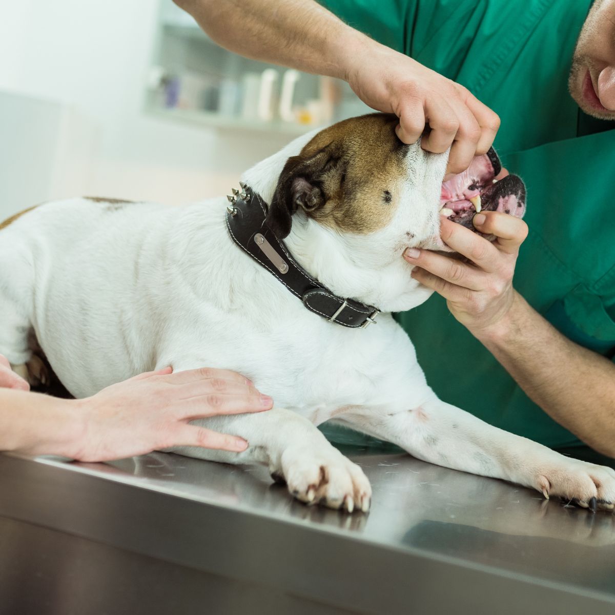 a vet examining a dog's teeth
