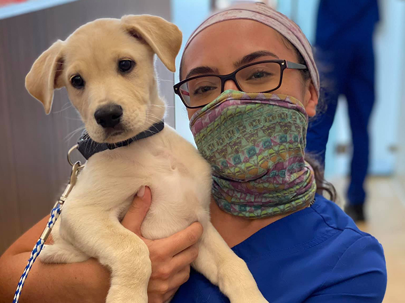 a vet wearing a mask holding a puppy