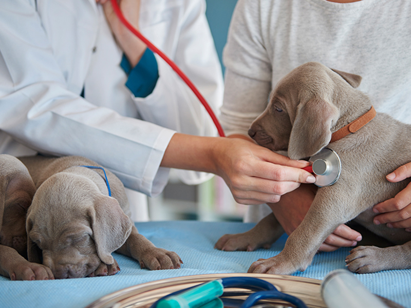 a-veterinarian-examining-a-puppy